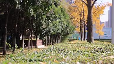 实拍唯美升格秋天校园街景植物视频的预览图